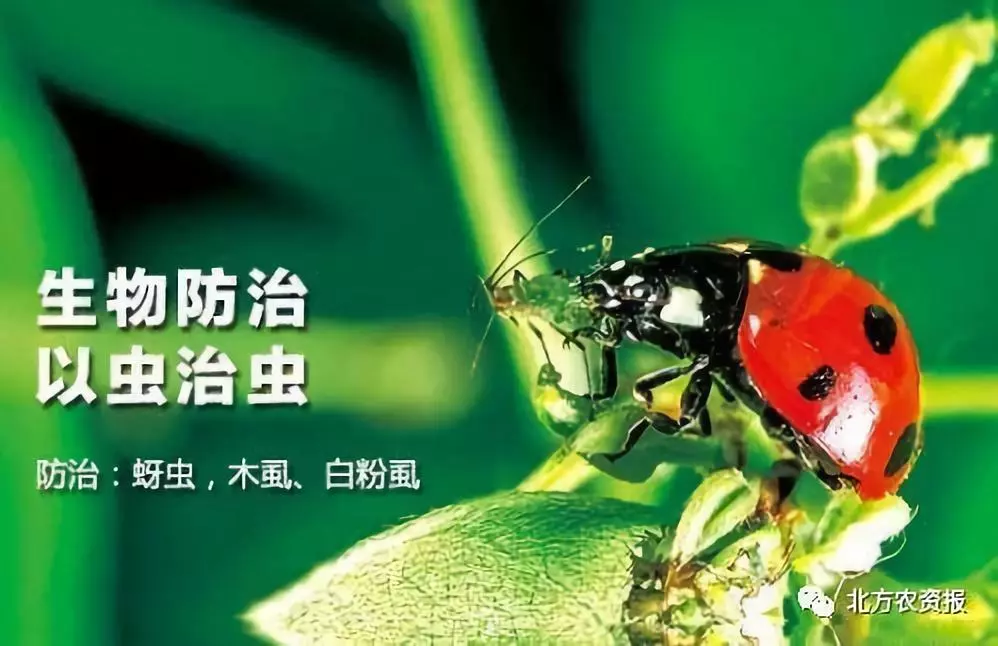 家庭消蟑攻略：智慧生活需与这些小生物争一争
