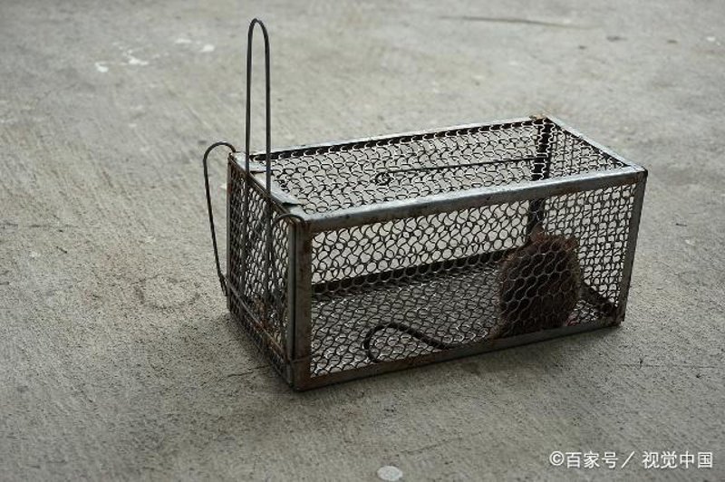 消杀行业的趋势与挑战：鼠患治理的现状和未来