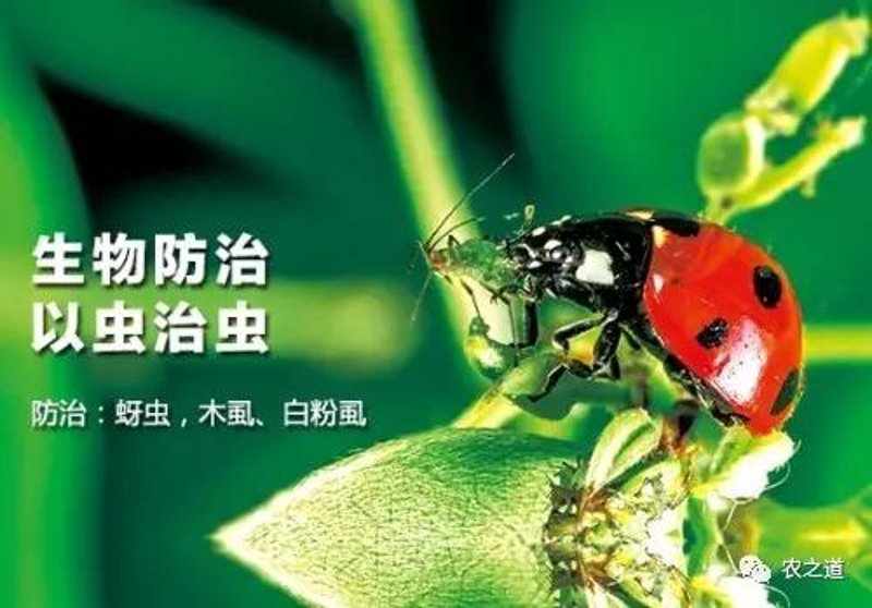 山西除害战：共筑美好家园