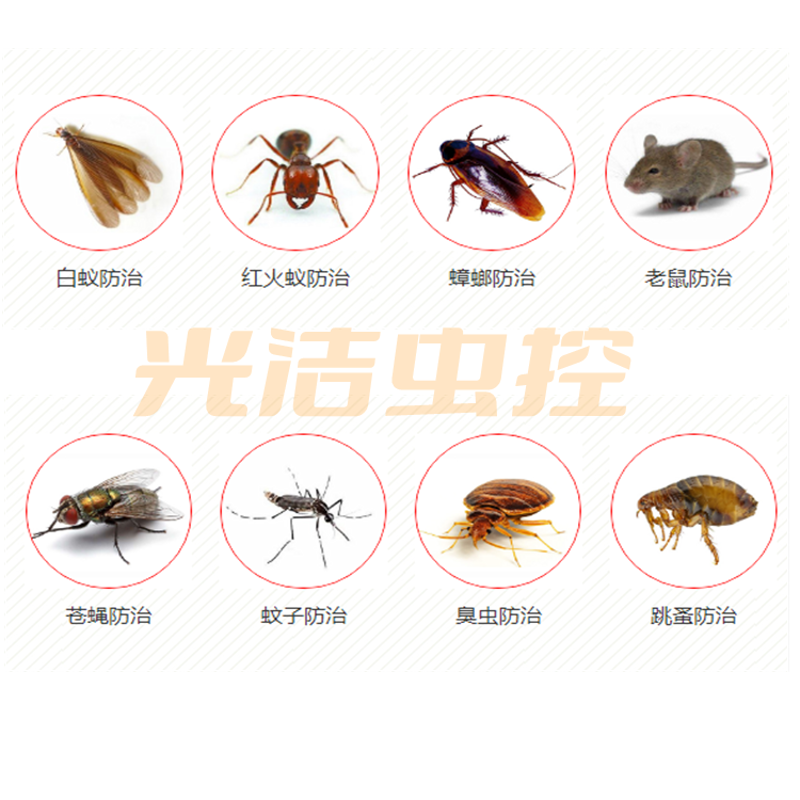 包年消杀